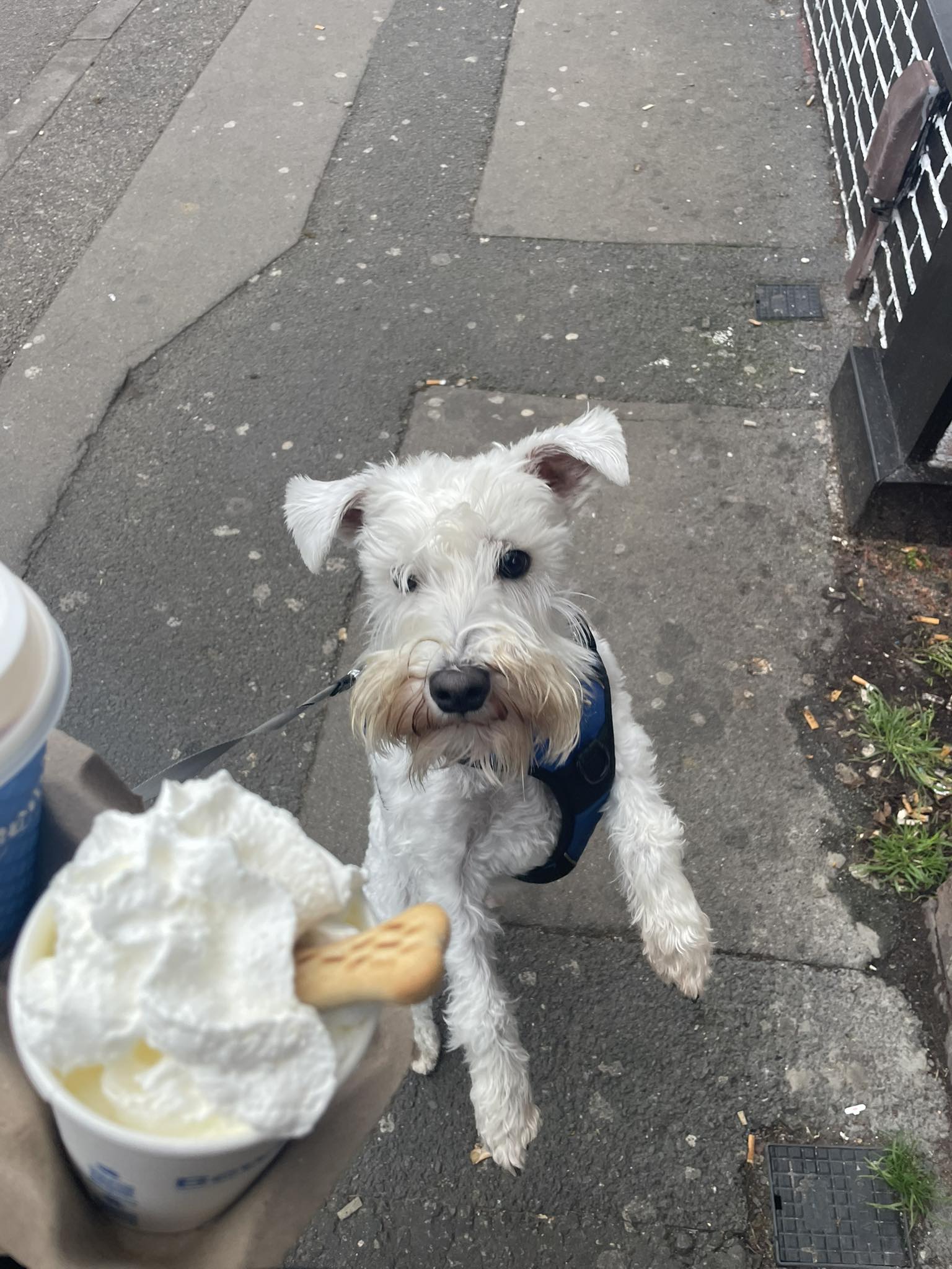 Eddi pup cup