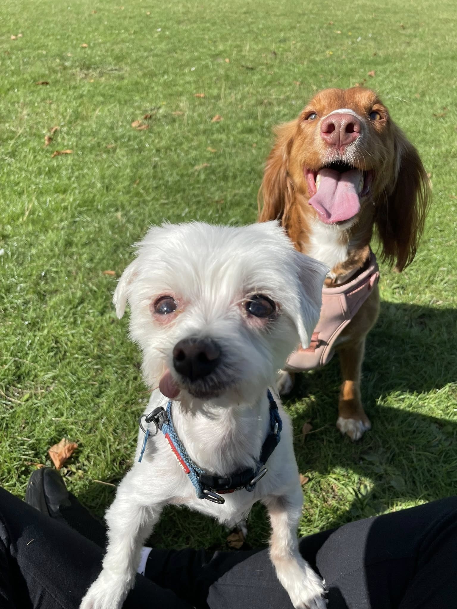 Fern and Dexter