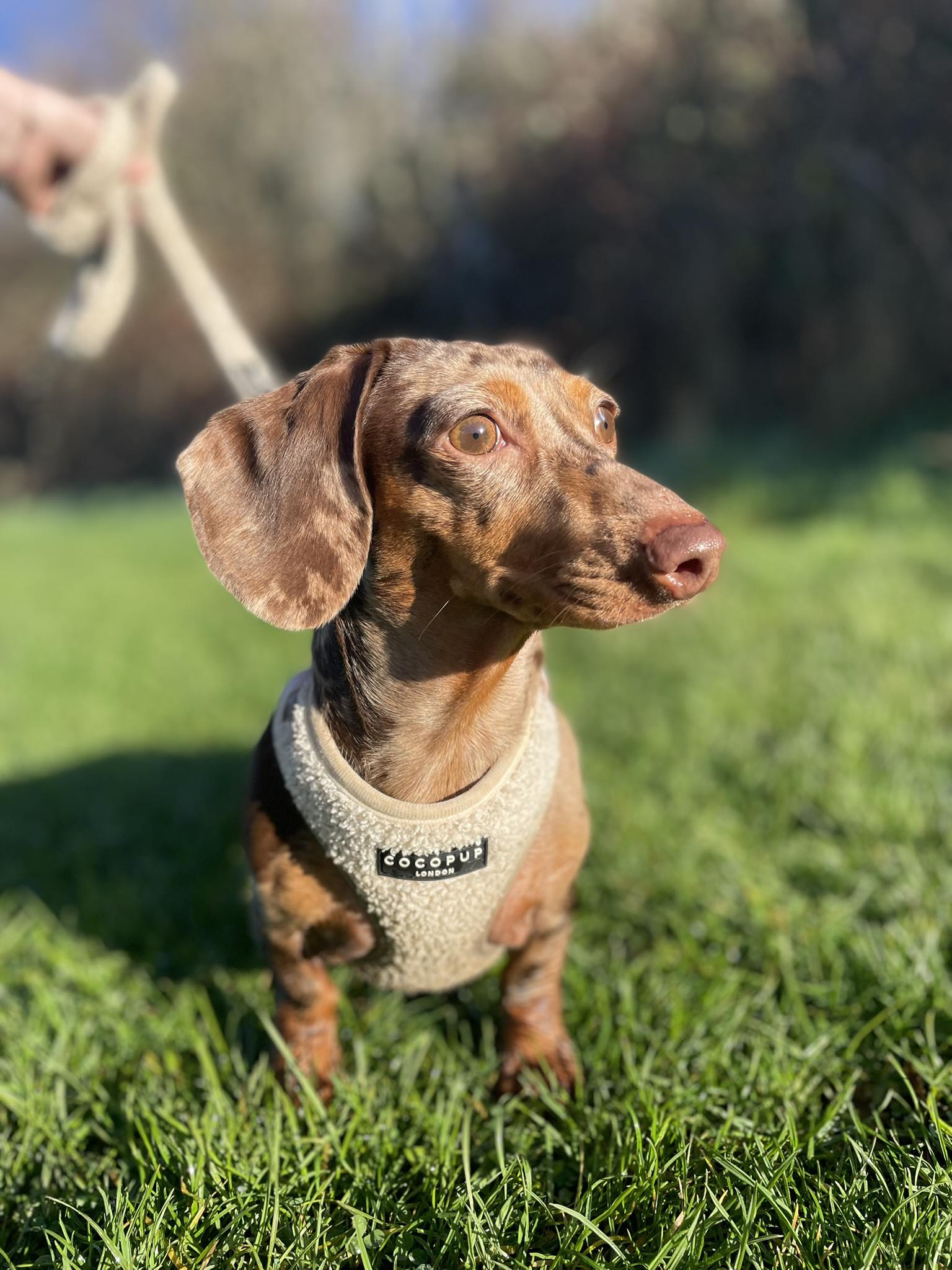 Rosie